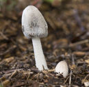 Hare's Foot Inkcap