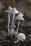 Mycena fungus