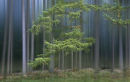 Pine forest