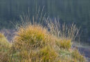 Grass tuft at Derwentwater