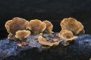 Sterium subtomentosum