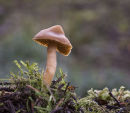 Galerina fungus