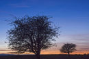 Winter sunset