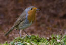Robin