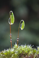 Moss (Bryum capillare)