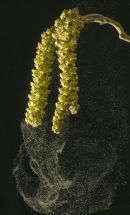 Hazel catkins shedding pollen