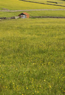 Teesdale