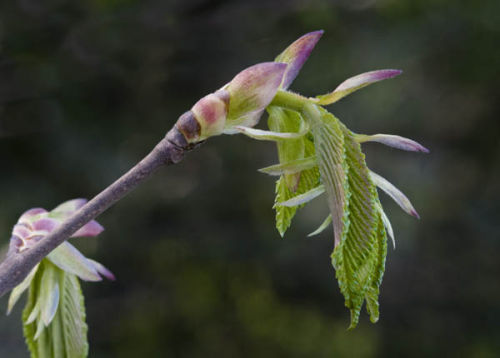 Hazel bough in spring