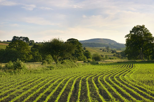 Maize crop near Middleham