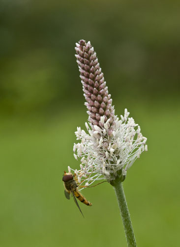 Hover Fly on Hoary Plantain