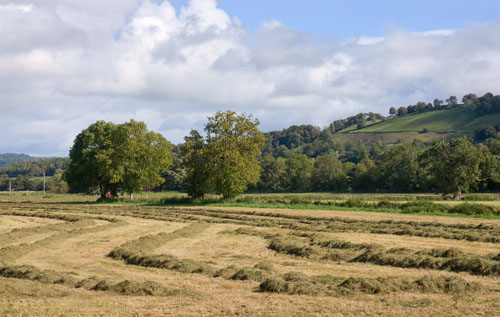 Hay-time near Aysgarth
Wensleydale