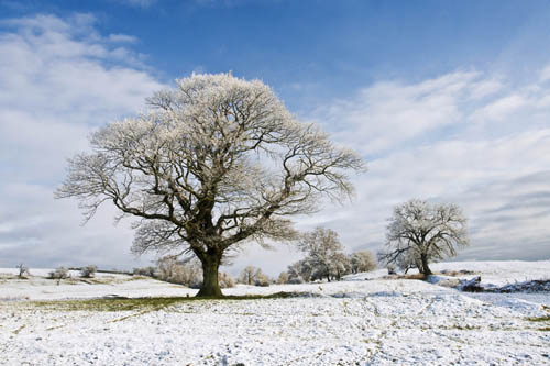 Winter morning near Bellerby