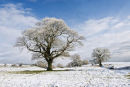 Winter morning near Bellerby