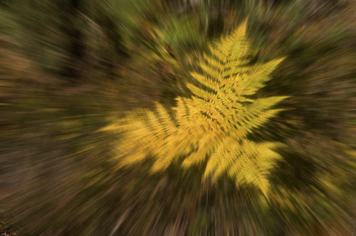 fern