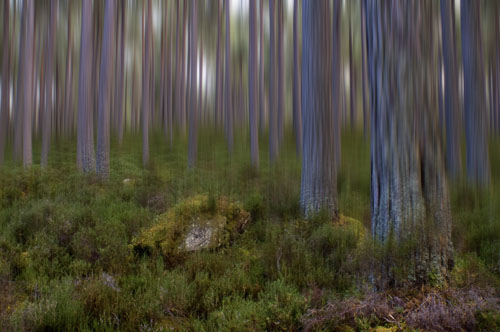 Pine forest