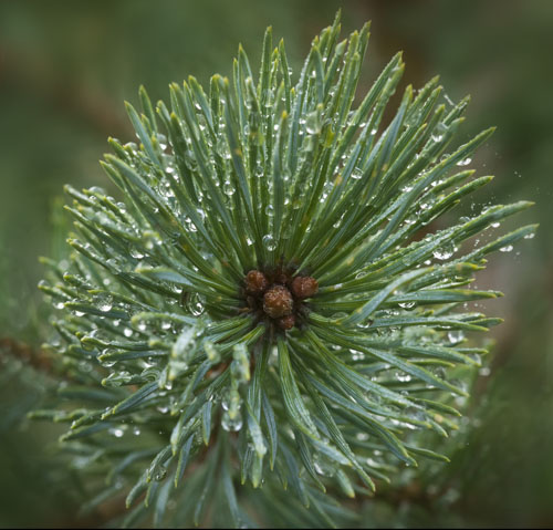 Scots Pine