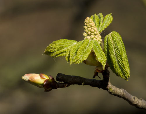 Horse Chestnut
