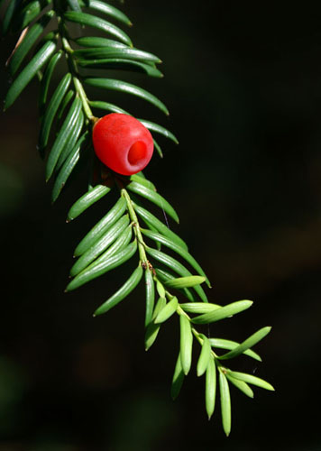 Yew berry
