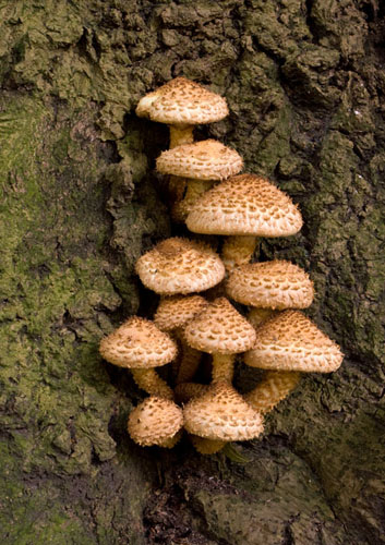 Shaggy pholiota
