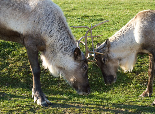 Reindeer