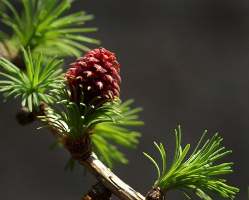 Larch in flower