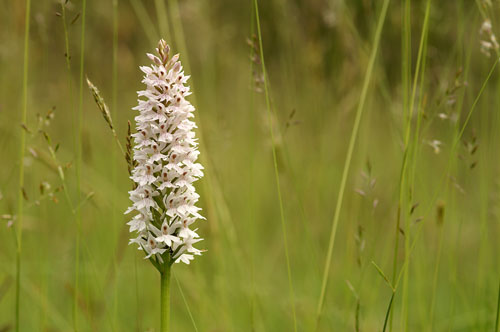Common spotted orchid
