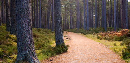 Pine Forest