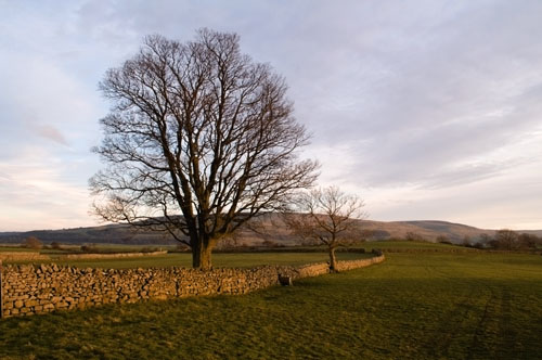 Wensleydale