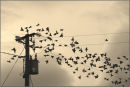 Birds congregating on a pole in Autumn