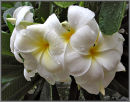 Frangipani