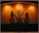 Mexican Wall