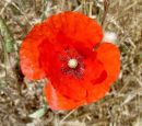Poppy