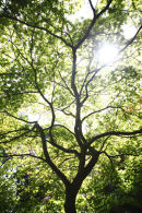 a green day