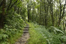 a path through the green