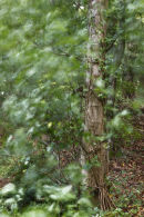 a windy day in the woods (1)