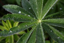 after the rain