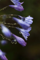 agapanthus