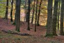 autumn colours, dunkeld