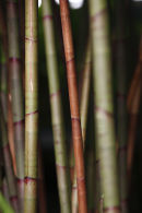 bamboo