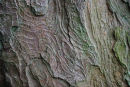 bark contours