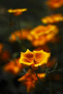 cactus flower (1)