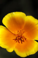 cactus flower (3)
