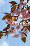cherry blossom