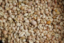 cowrie shells