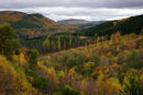 craigvinean forest