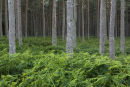 dalbeathie wood
