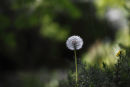 dandelion (1)