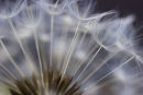 dandelion (3)