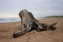 dead tree, forvie sands
