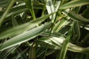 eulalia grass